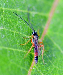 Diplazon laetatorius