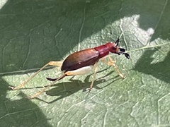 Phyllopalpus pulchellus