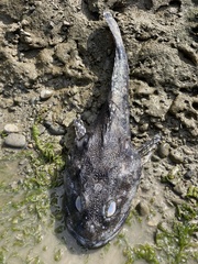 Myoxocephalus polyacanthocephalus