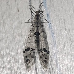 Dendroleon obsoletus