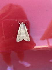 Mythimna unipuncta