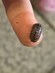 Armadillidium