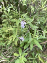 Elephantopus tomentosus