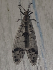 Dendroleon obsoletus