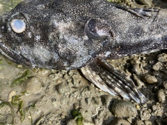 Myoxocephalus polyacanthocephalus