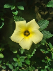 Turnera subulata