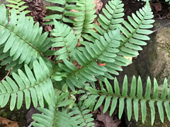 Polystichum acrostichoides