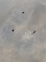 Deirochelyinae