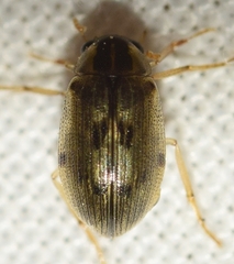 Berosus