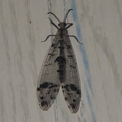 Dendroleon obsoletus