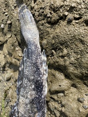 Myoxocephalus polyacanthocephalus