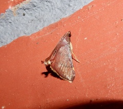 Hypsopygia