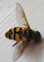Myathropa florea