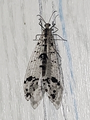 Dendroleon obsoletus