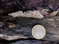 Ductifera pululahuana