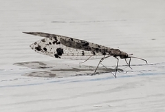 Dendroleon obsoletus