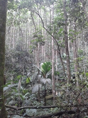 Cinnamomum verum