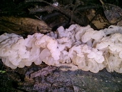 Ductifera pululahuana