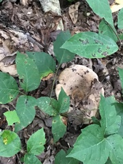 Lactarius argillaceifolius