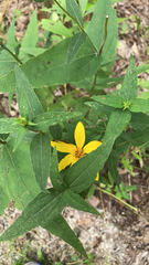Helianthus divaricatus