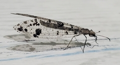 Dendroleon obsoletus
