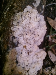 Ductifera pululahuana