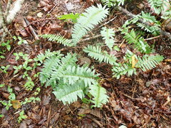 Polystichum acrostichoides
