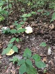 Lactarius argillaceifolius