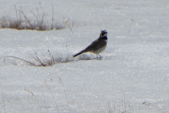 Eremophila alpestris