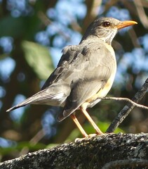 Turdus libonyana