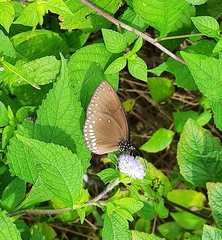 Euploea klugii kollari