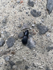 Odontotaenius disjunctus