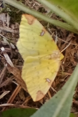 Opisthograptis luteolata