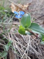 Commelina diffusa