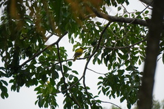 Oriolus chinensis