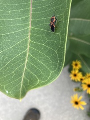 Lygaeus kalmii