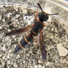 Parancistrocerus