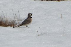 Eremophila alpestris