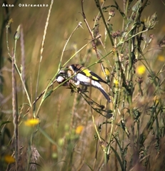 Carduelis carduelis
