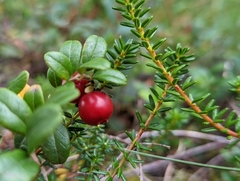 Vaccinium vitis-idaea