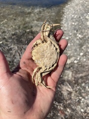 Telmessus cheiragonus