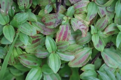 Melastoma dodecandrum