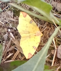 Opisthograptis luteolata