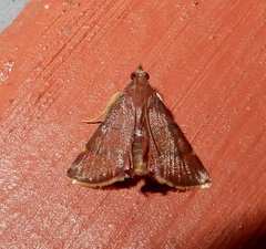 Hypsopygia