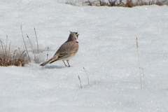 Eremophila alpestris