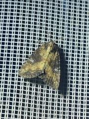 Lateroligia ophiogramma