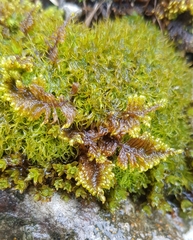 Ctenidium molluscum