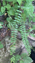 Gleditsia triacanthos