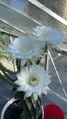 Echinopsis