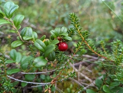 Vaccinium vitis-idaea
